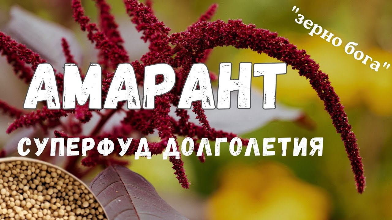 Амарант - польза и история, еда и лекарство. ВСЁ об амаранте #здоровье