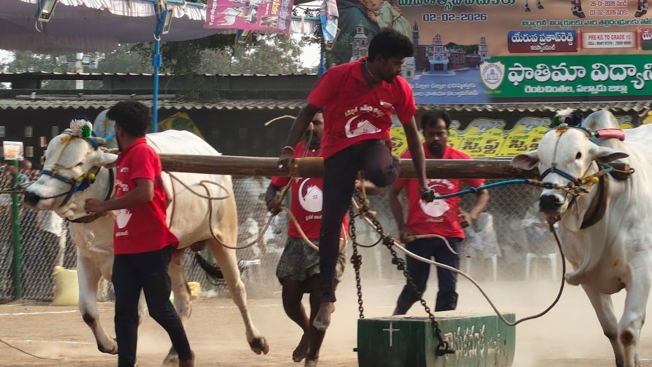 రెంటచింతల గ్రామం 4 పళ్ళ విభాగం 8వ జత KRR BULLS కొప్పుల గోవర్ధన్ రెడ్డి ప్రవలెష్ రెడ్డిగారు 