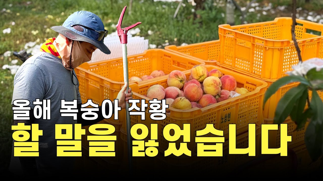 유기농 복숭아 수확중.. 할 말을 잃었습니다 ㅣ 친환경 농장이야기 ep.06 [발리마켓tv]