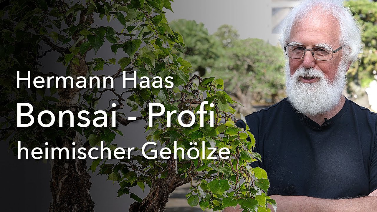 Nicht nur schwarz und weiß! Der Birken-Profi Hermann Haas - Bonsai aus heimischen Gehölzen!