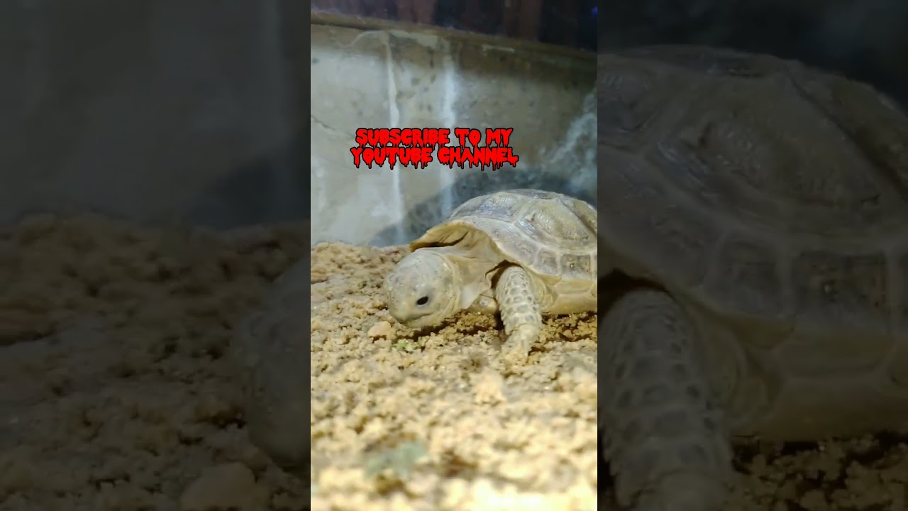 tortoise 