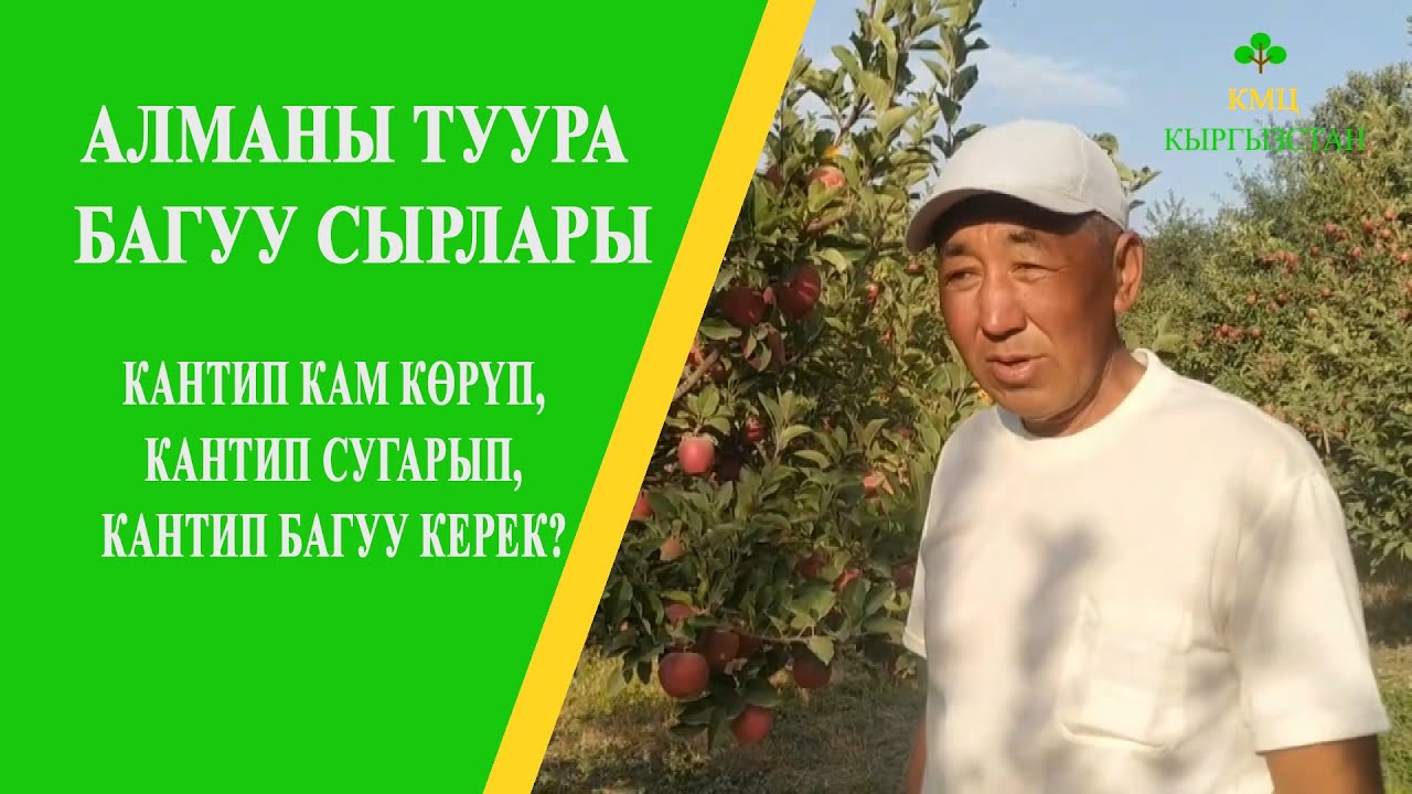 Мындай алма бакты көрө элексиз! АЛМАНЫ БАГУУ СЫРЛАРЫ