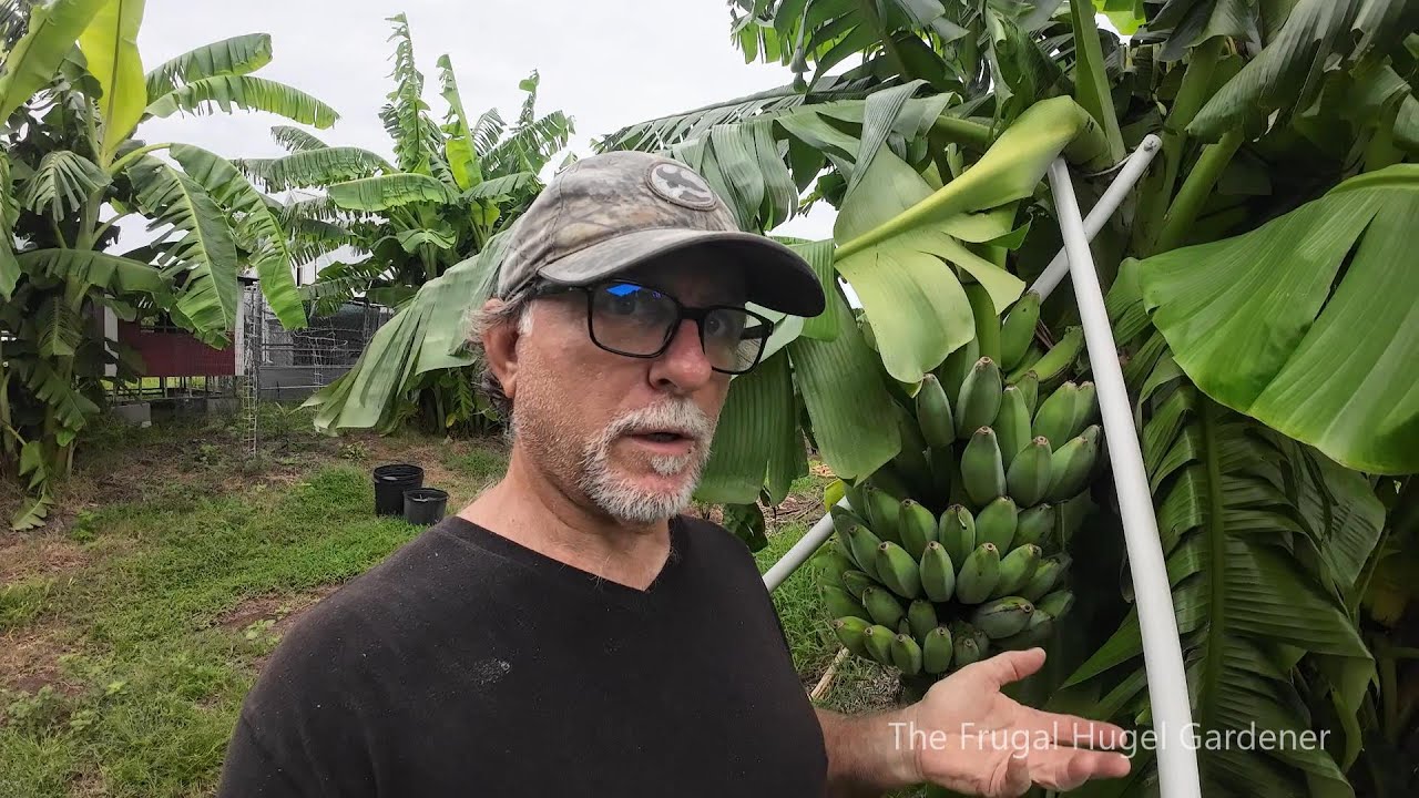 Blue Java comparison to the controversial Namwa Banana Plant short Tour.