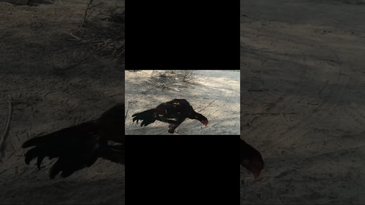 My favorite birds and Jo bhai shoke hai too video like and flow karn 