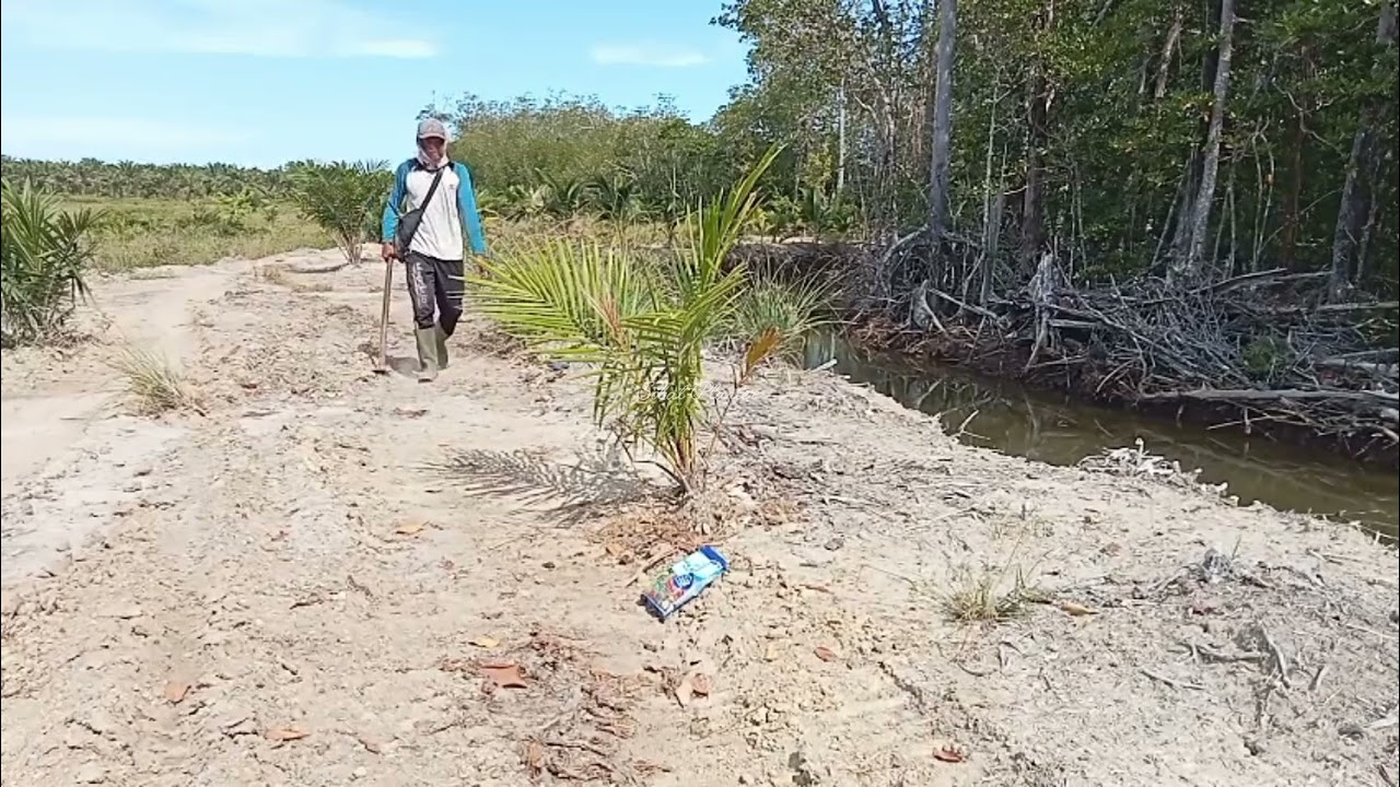 MUPUK SAWIT SULAMAN LAGI GABUT KETEMU POKOK SAWIT TERSERANG HAMA LAGI