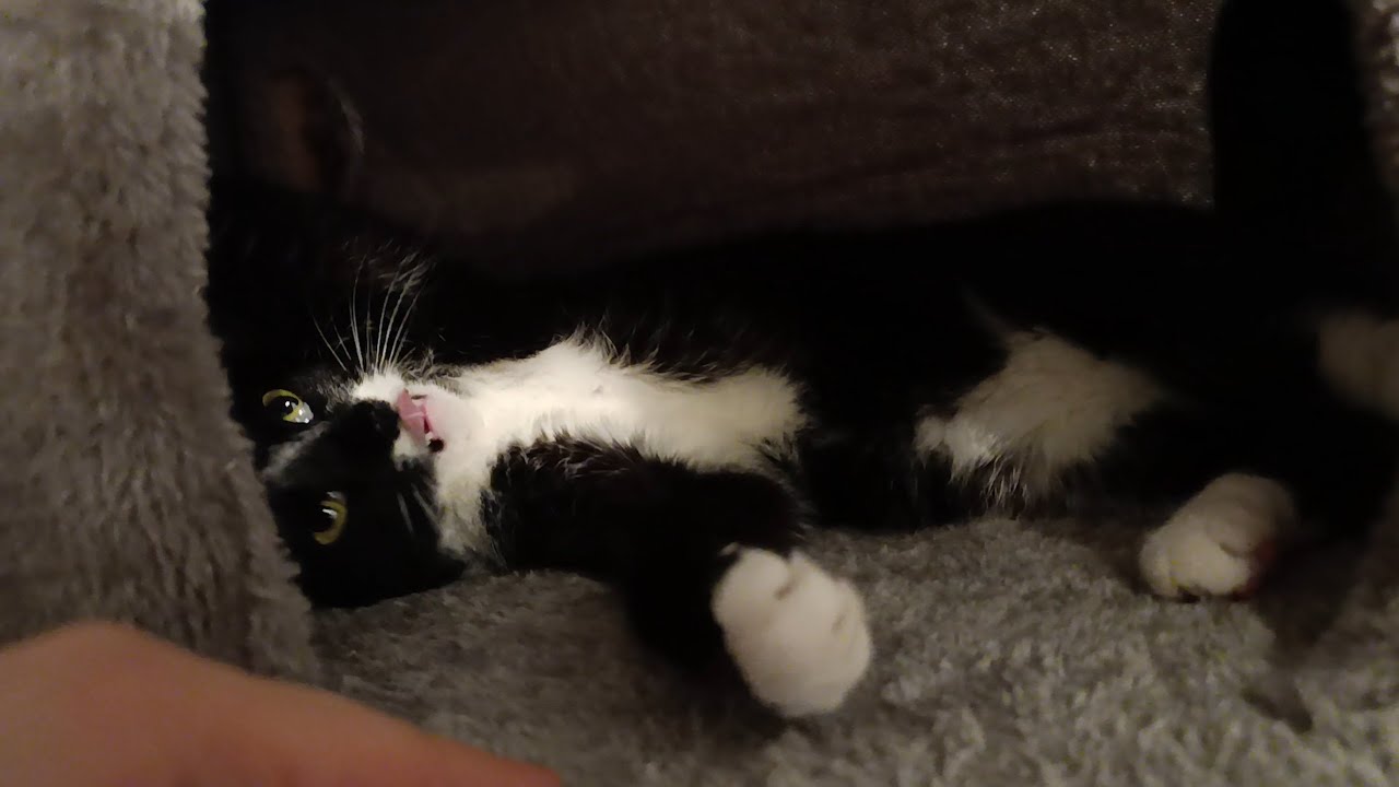 Tuxedo Cat Playing On Her Cat Tree