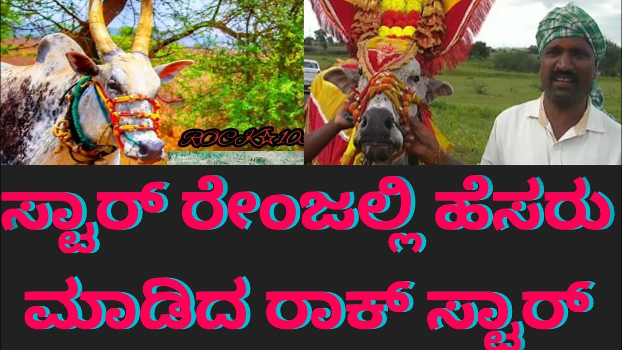 ಸ್ಟಾರ್ ರೇಂಜಲ್ಲಿ ಹೆಸರು ಮಾಡಿದ ಹಾವೇರಿ ರಾಕ್ ಸ್ಟಾರ್ ಹೋರಿ# Haveri #Rockstar# Hori#fans# viral video