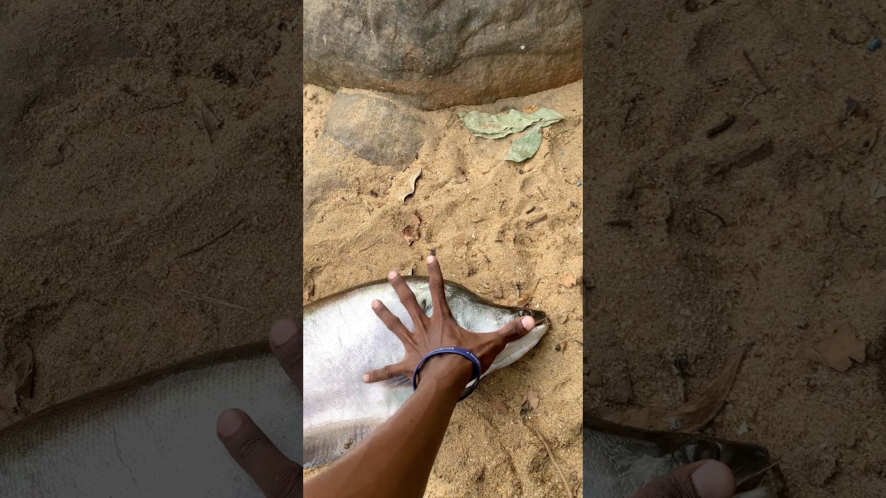ඔයේ ඉන්න අනික් මාලුන්ට දෙවිපිහිටයි 🥲 #deduruoya #fishing #fish #riverfishing #fishflex