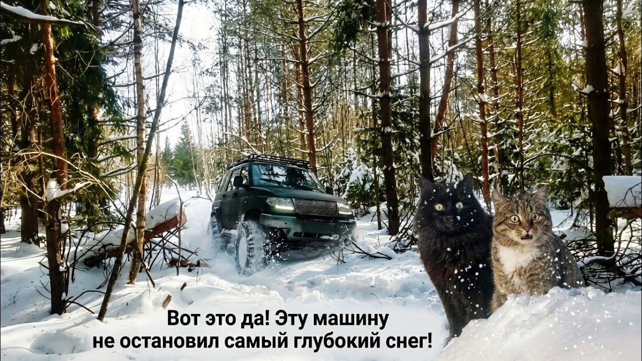 УАЗ «Росомах» на колесах 44 дюйма один против рекордных  сугробов. Любопытные коты.