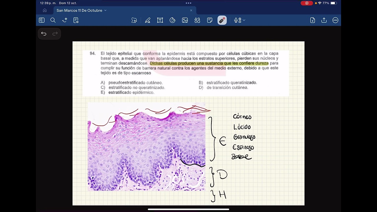 Resolución del curso de Anatomía UNMSM 2026_1 ( sábado 11 de octubre)