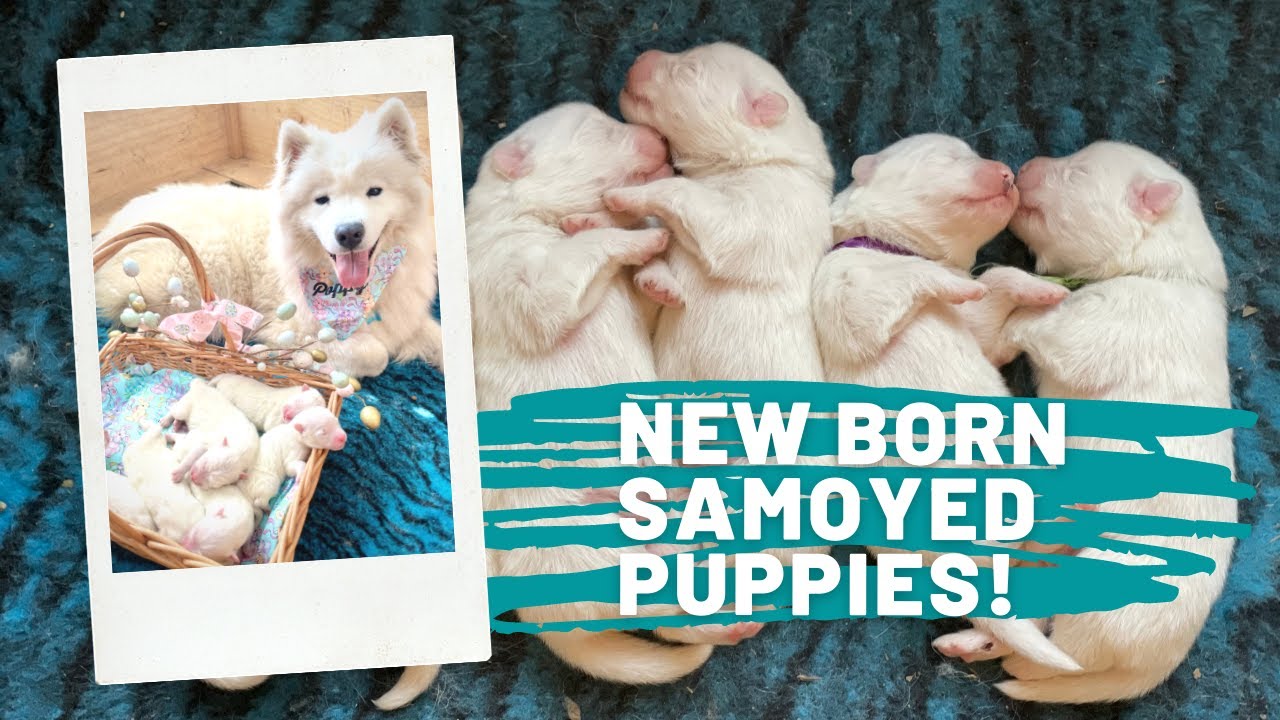 Newborn Samoyed puppies