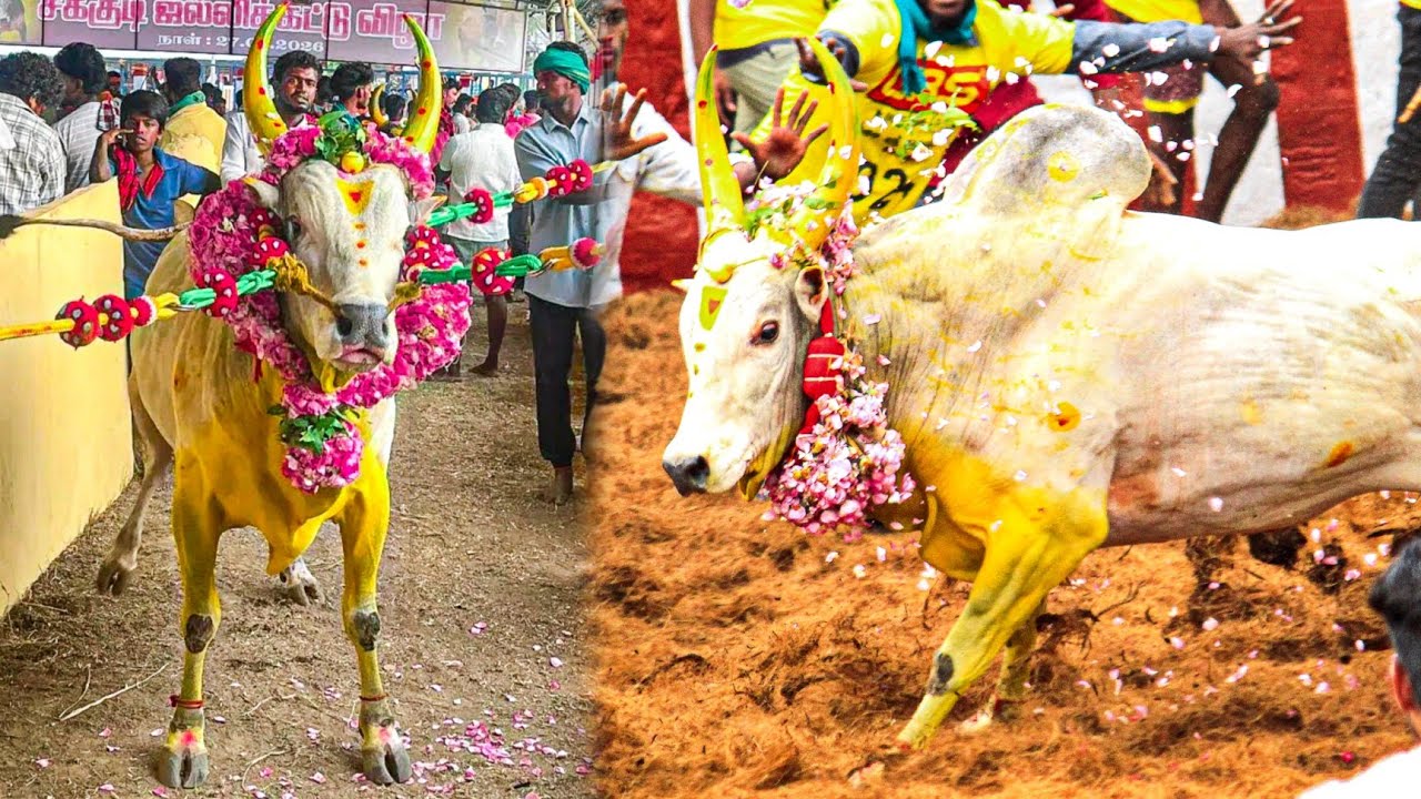 Sakkudi Jallikattu 2026 Videos  | சக்குடி ஜல்லிக்கட்டு 2026 Videos
