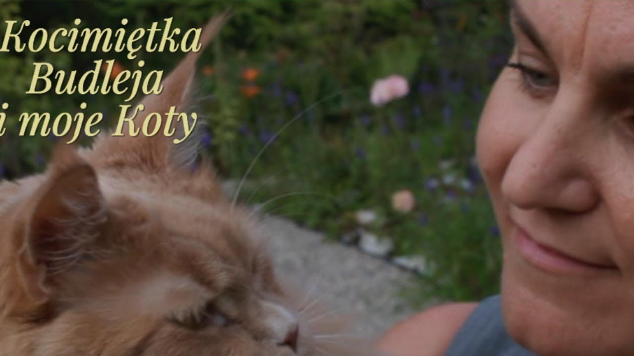 CZY MOJE KOTY REAGUJĄ NA KOCIMIĘTKĘ? 😀 MOJA PIĘKNA BUDLEJA 😍