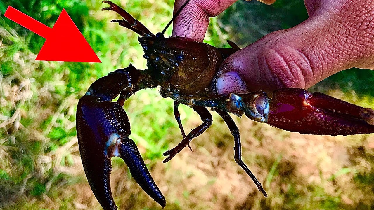 Plastic Bottle CRAWFISH Trap DIY (Does it work?) Underwater camera footage