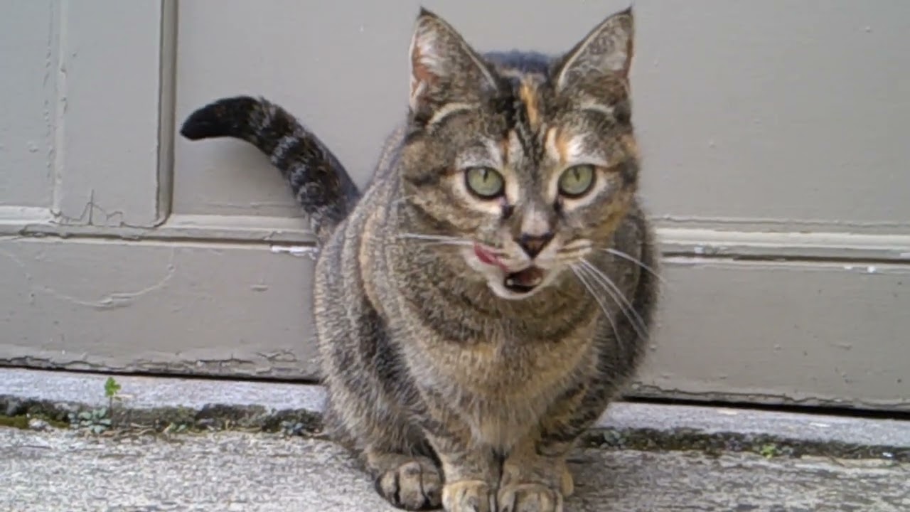 cat in my backyard
