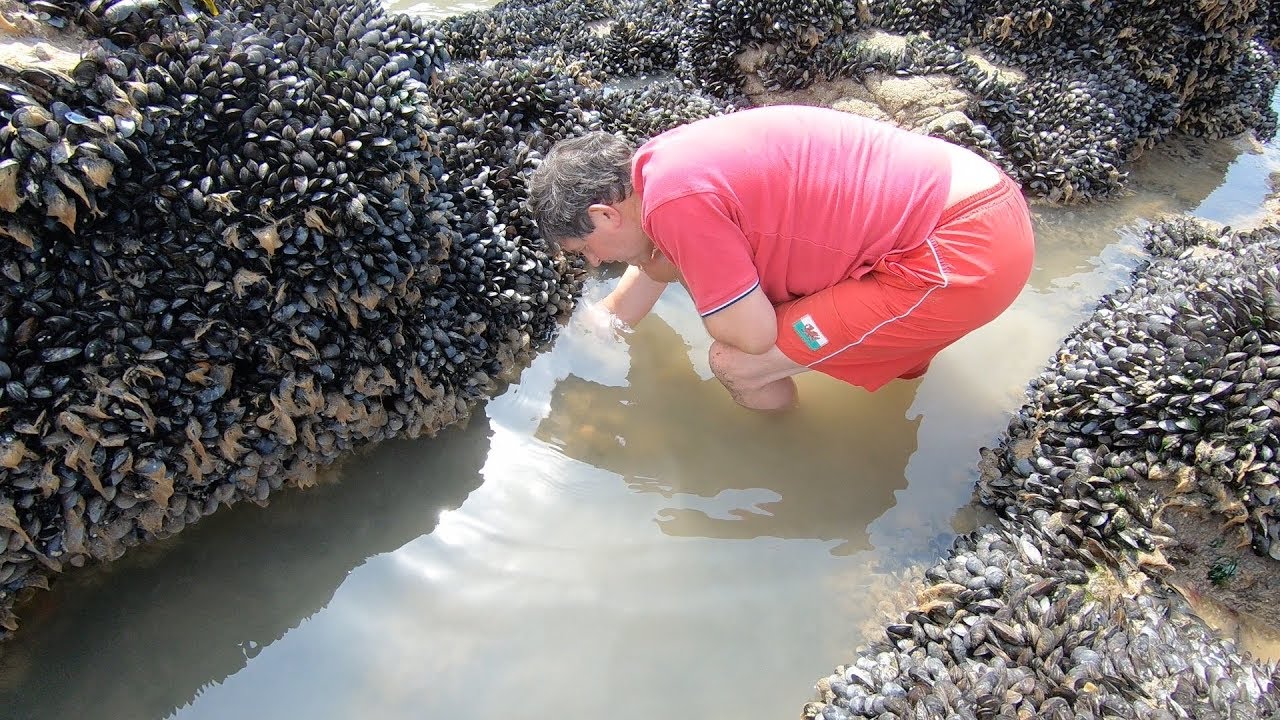 Пляжный пир с дикими креветками и морскими спагетти в Пембрукшире с Крейгом Эвансом