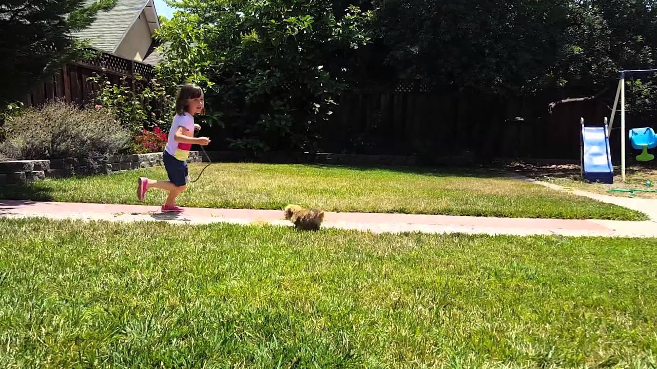 Cutest Norfolk Terrier puppy chasing my daughter Millie