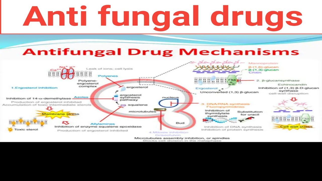 Antifungal drugs Pharmacology chapter:4 part:2 BSN third semester kmu slides in pashto #kmupdates