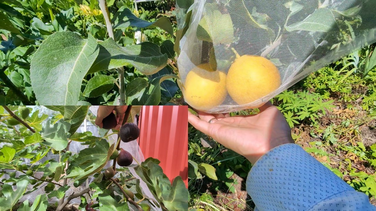 My 6 top favourite fruits that ripen in late season growing in Australia in small yard