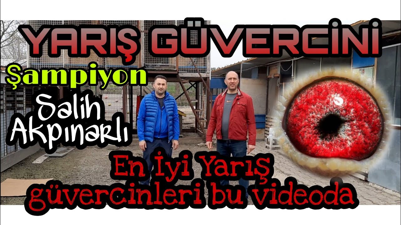 ŞAMPİYON SALİH AKPINARLI POSTA GÜVERCİNİNDE DİKKAT EDİLMESİ GEREKENLERİ  ANLATIYOR
