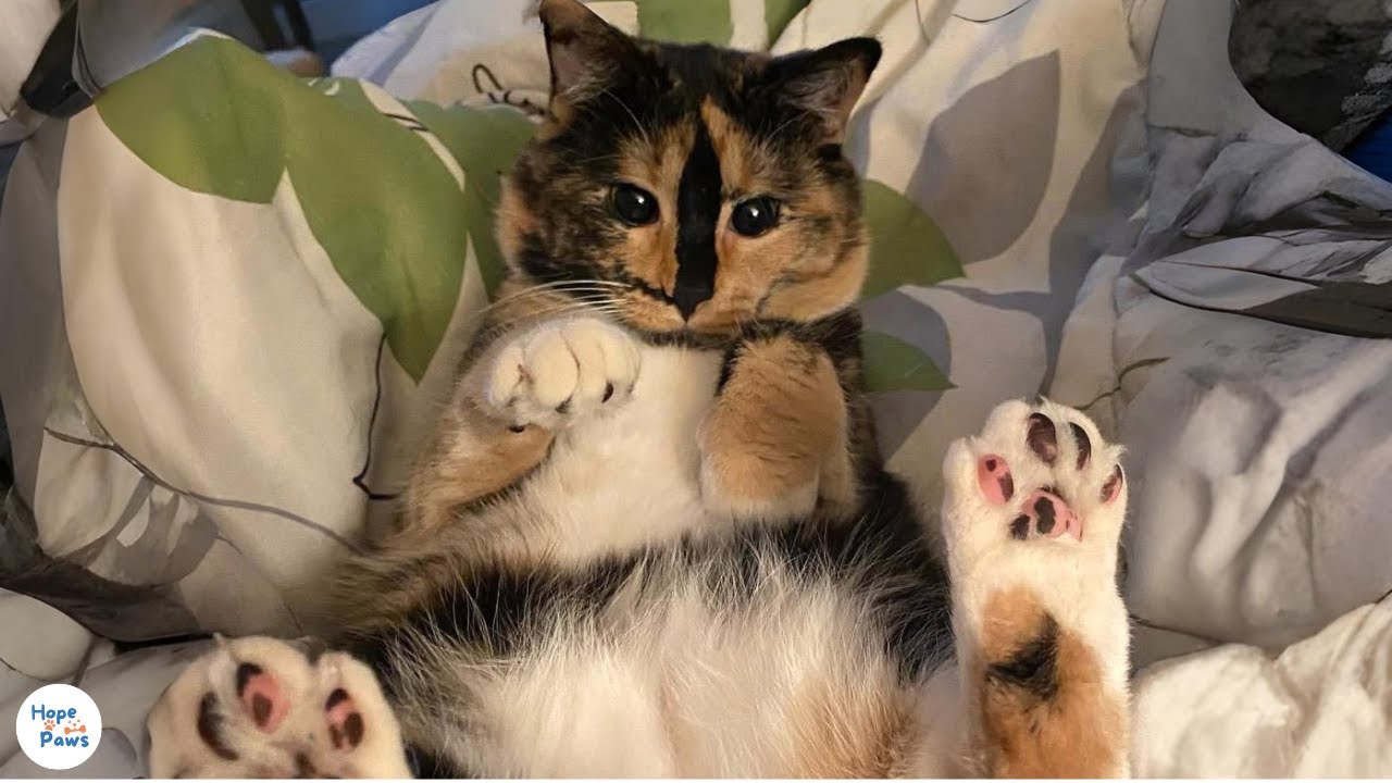 Blind Cat Regains Vision After Surgery | Snickers’ Rescue Story