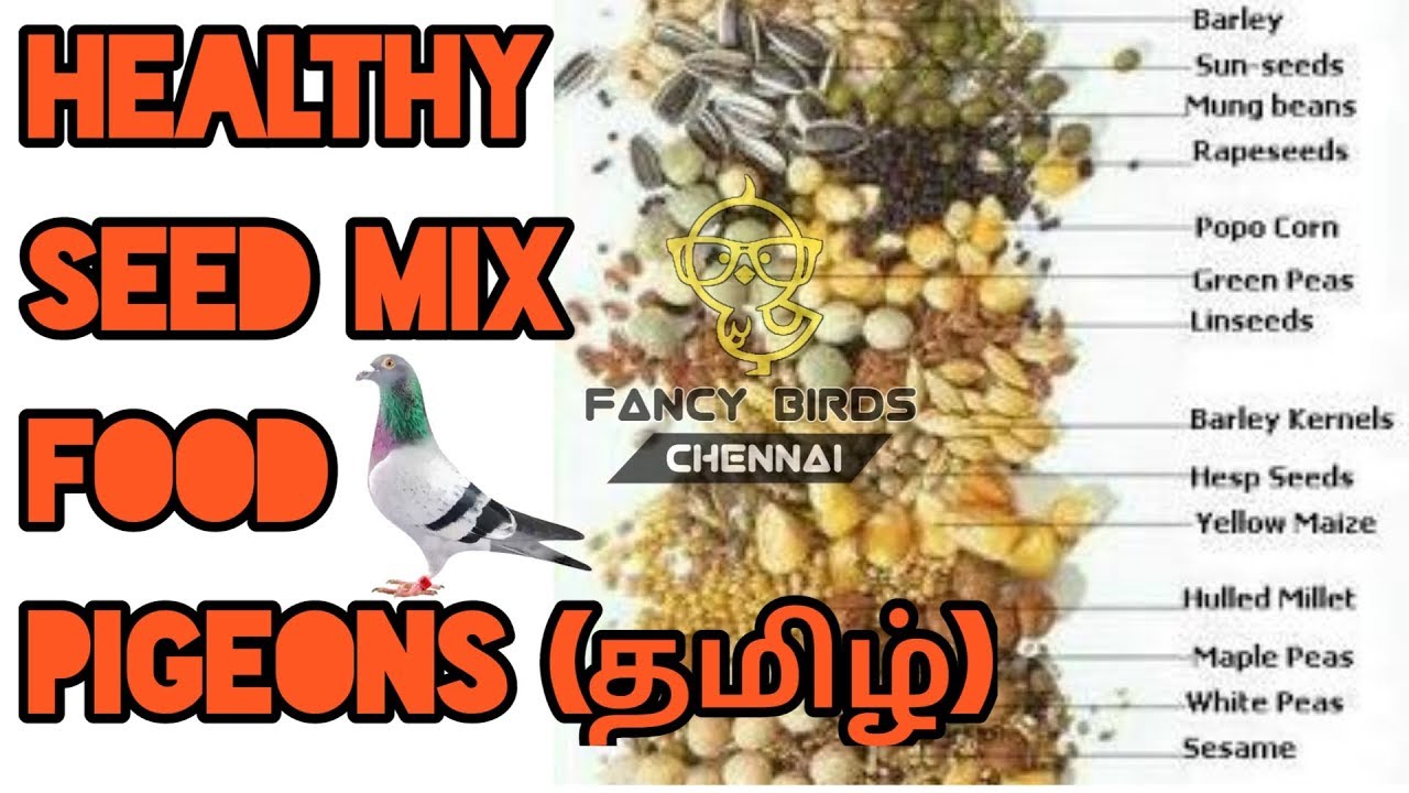 Healthy nutrition seed mix food for pigeons | தமிழ் | FANCY BIRDS CHENNAI.