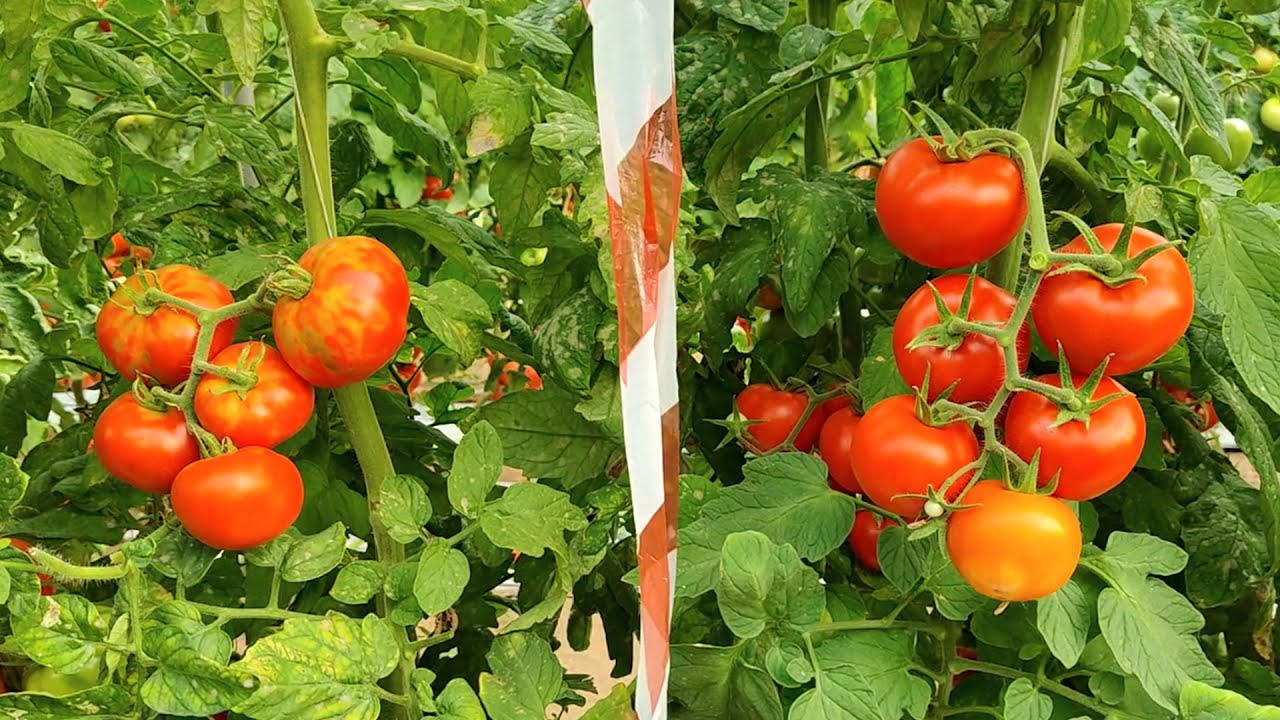 VP R&D Shai Leviatov on ToBRFV-resistant varieties under high virus pressure in Sicily