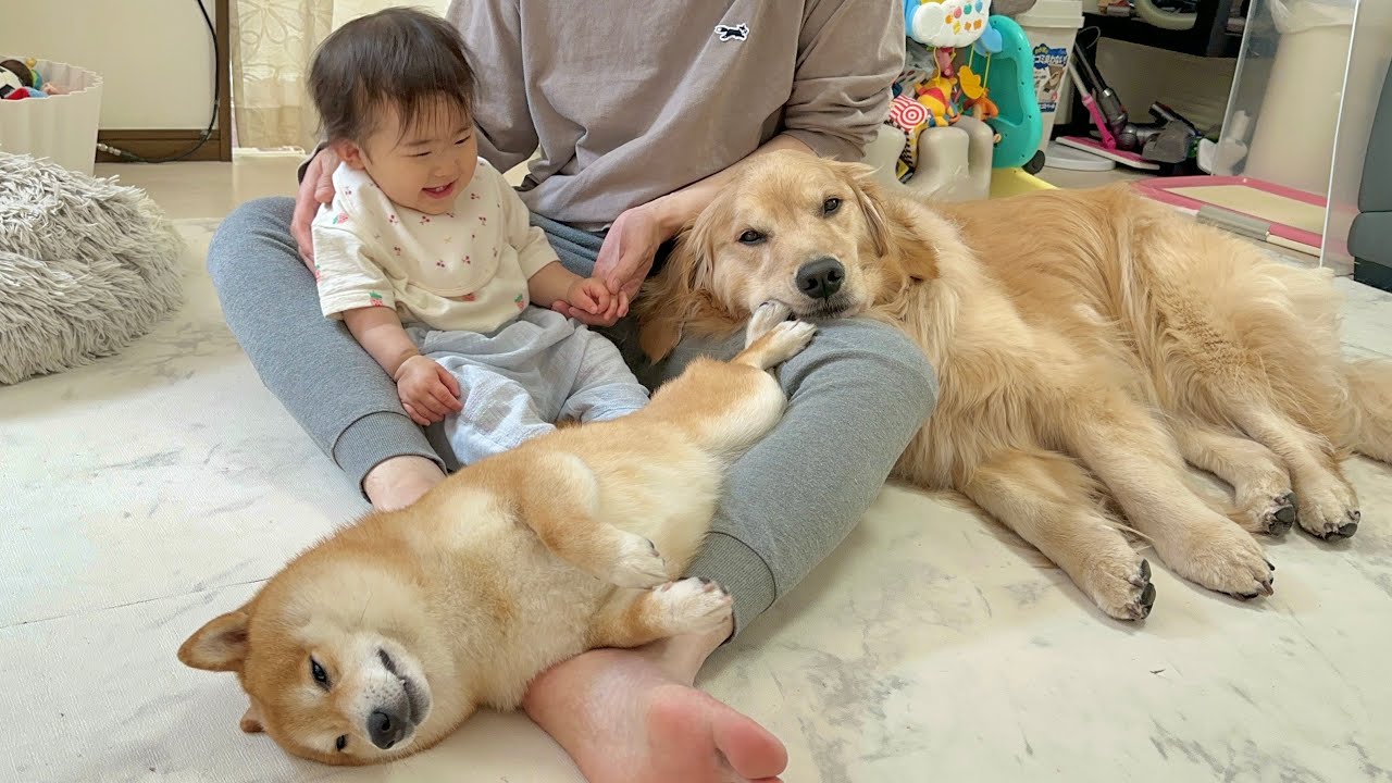 同時に同じことを始めるまるで兄妹のような豆柴とゴールデンレトリバーと1歳児
