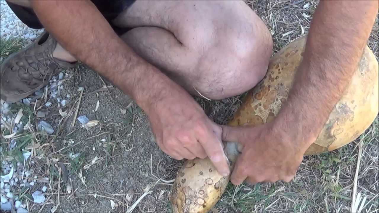 Haciendo una cantimplora de calabaza / Making a gourd canteen