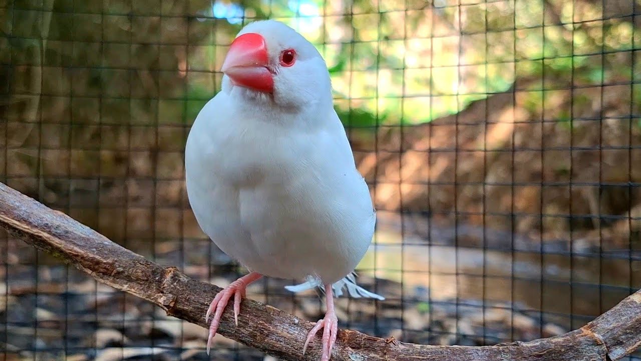My baby love java sparrows are so cute and have wonderful sound. So it can sing so cool today.