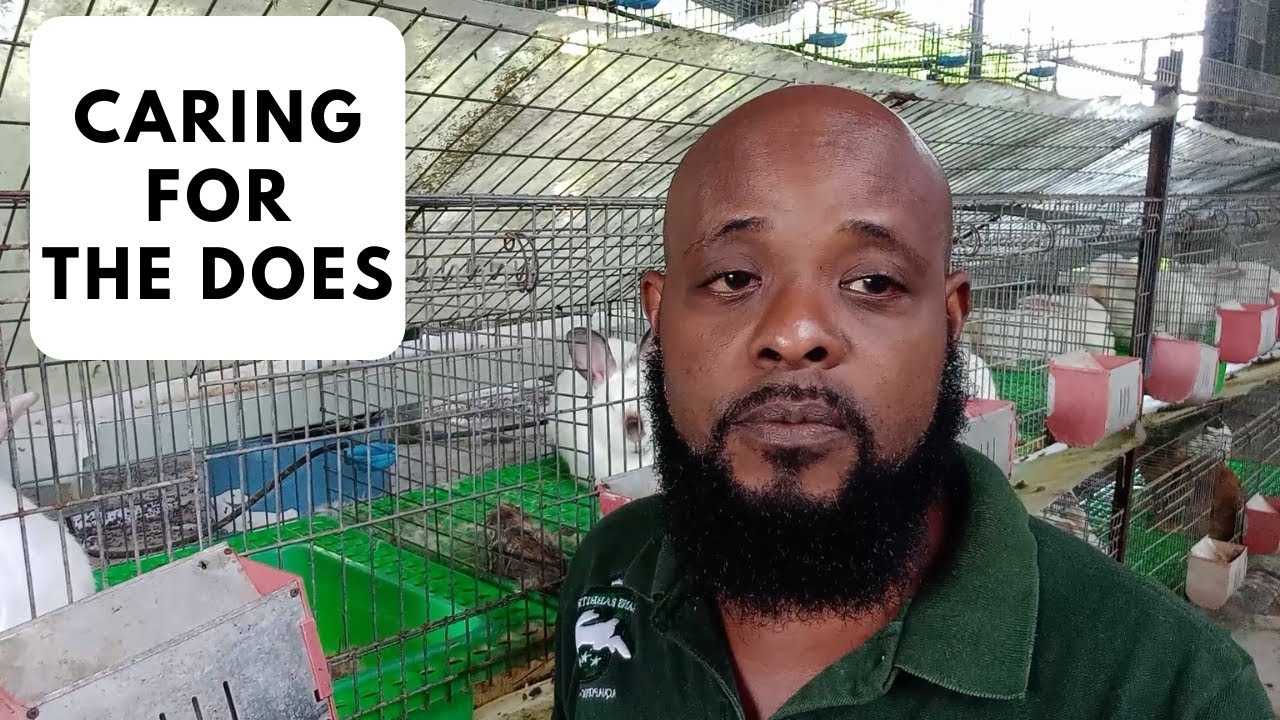 Trinidad Rabbit Farming - Caring For The Does