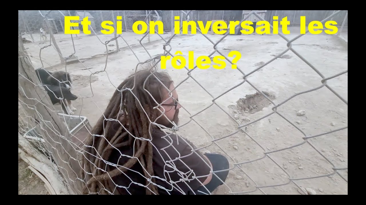 La vie d'un refuge pour animaux au Maroc. #maroc #dog #taroudant