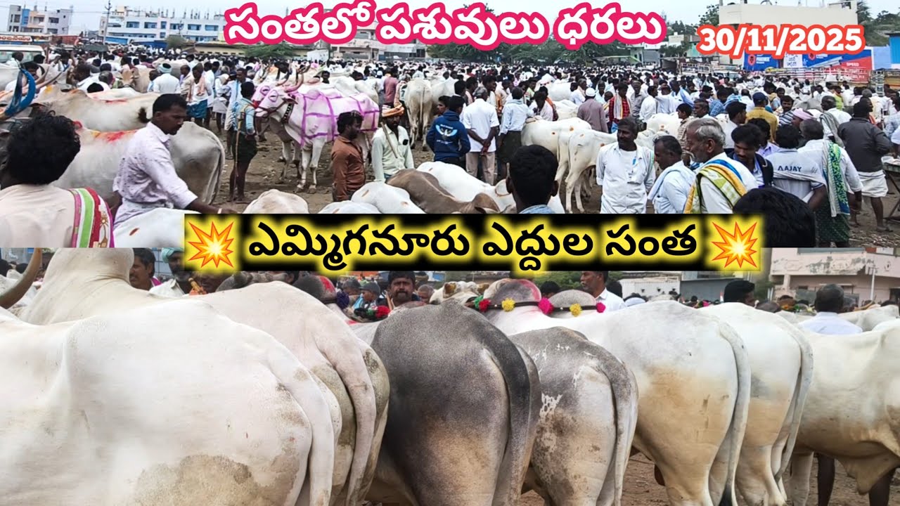 Yemmiganur market videos 2025 // Desiya Seema Cattails, Ongole Bulls Videos 2025
