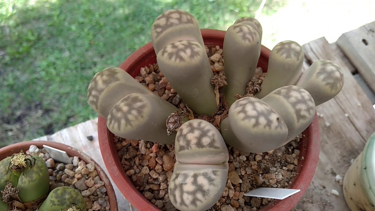 Cultivo de Lithops