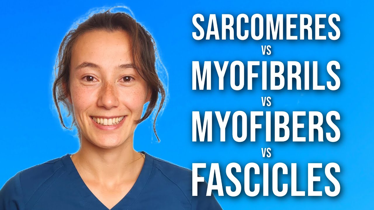 Sarcomere, Myofibril, Muscle Fiber, Fascicle | Muscle Anatomy Made Simple