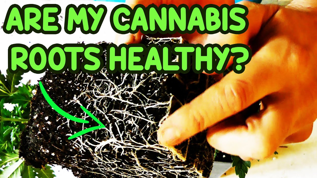 HOW to TELL if you have HEALTHY CANNABIS PLANT ROOTS
