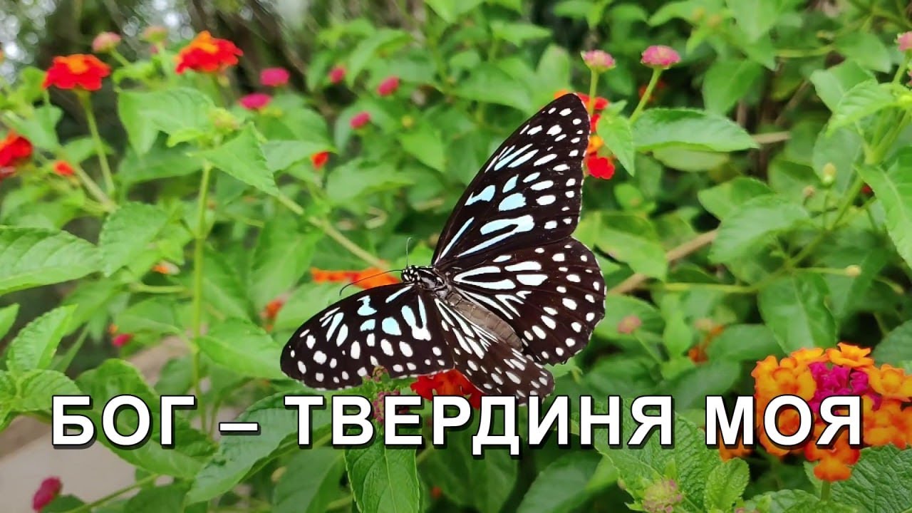 Бог — твердиня моя | Християнське караоке | Лариса Кузан