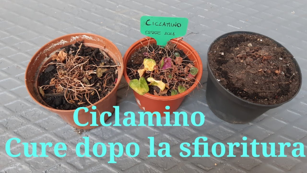 Ciclamino,cosa fare dopo la sfioritura!