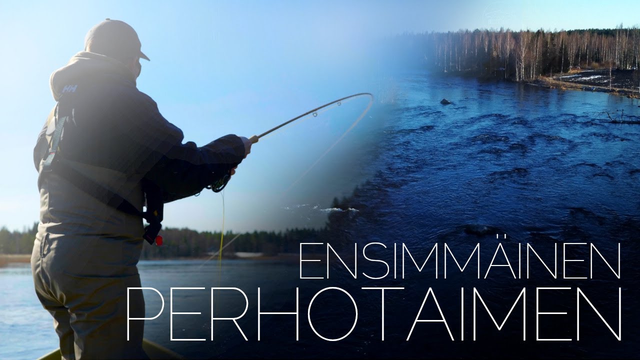 Ensimmäinen perhotaimen ja +50 CM HARJUS // Perhokalastusta keväällä 2023
