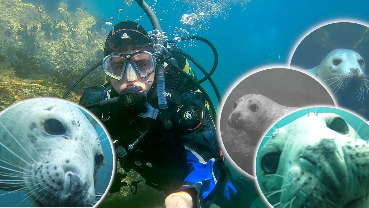 Swimming with Seals! - Lundy Island Diving