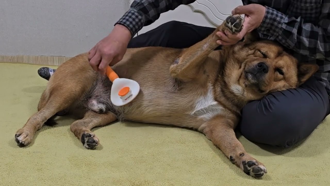 20260126 빗질 따야 Brushing Ddaya🥰 #왕크왕귀 #진도믹스 #황구 #시고르자브 #댕댕이