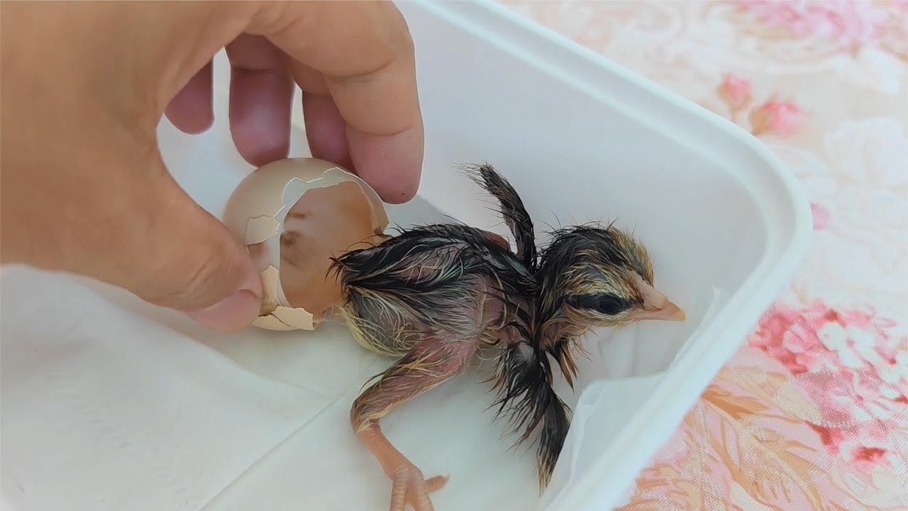 历时21天的孵化，从鸡蛋变成小鸡