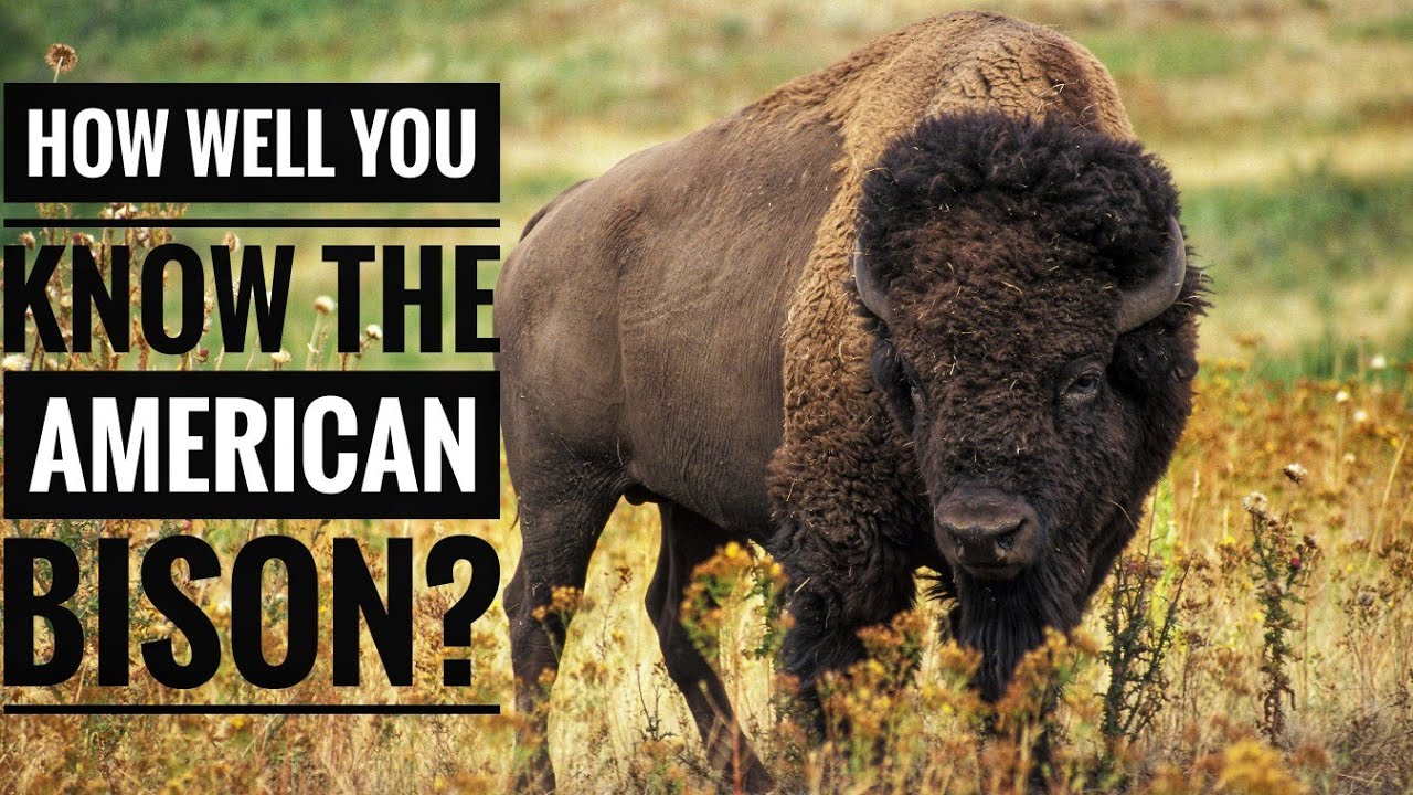American Bison || Description, Characteristics and Facts!