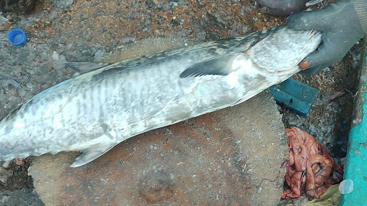 surmai king mackerel fish information and cutting video karachi fisheries