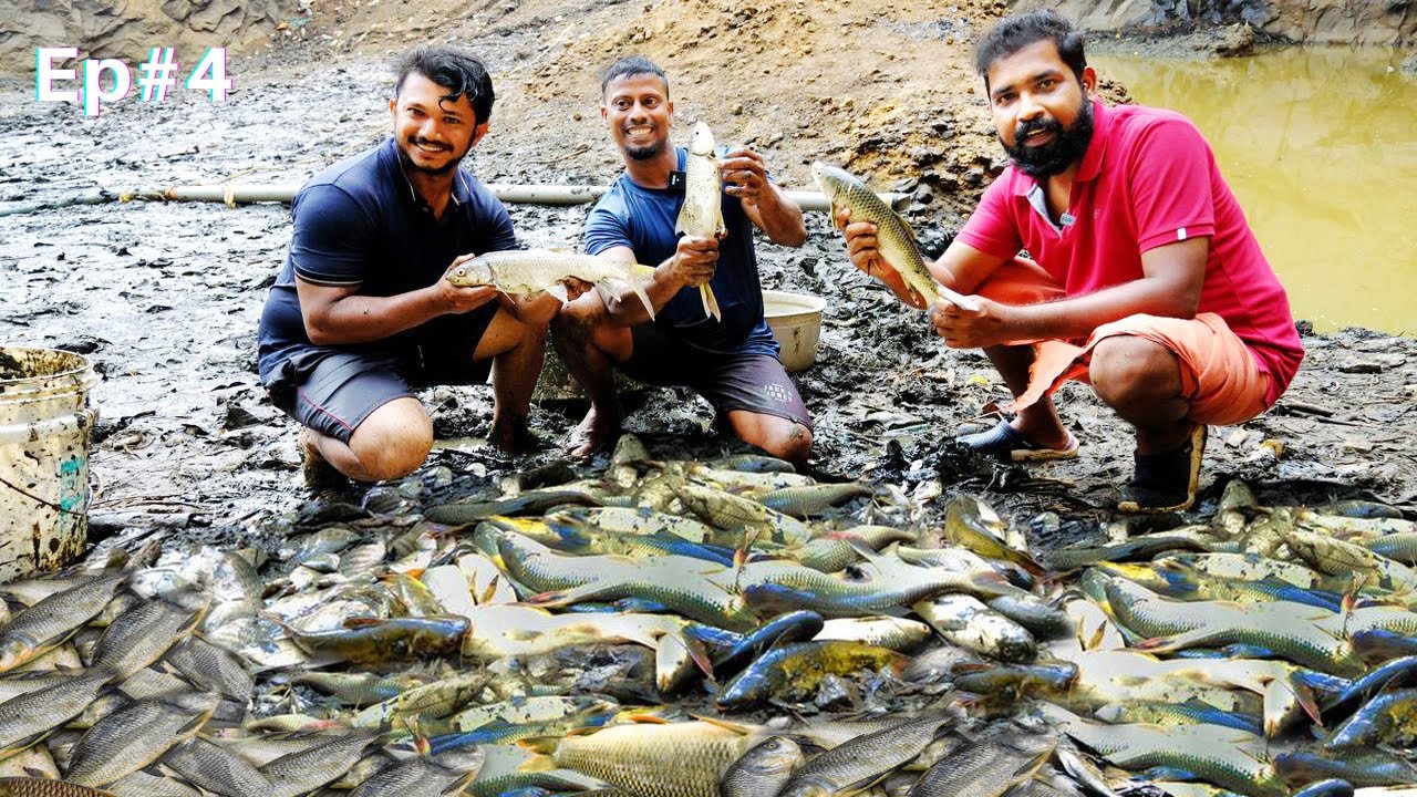 ഈ ചെറിയ കുഴിയിൽ ഇത്രയും മീനുകളോ 😱 / HUGE FISH IN SMALL POND / PARAMADA SEASON 2