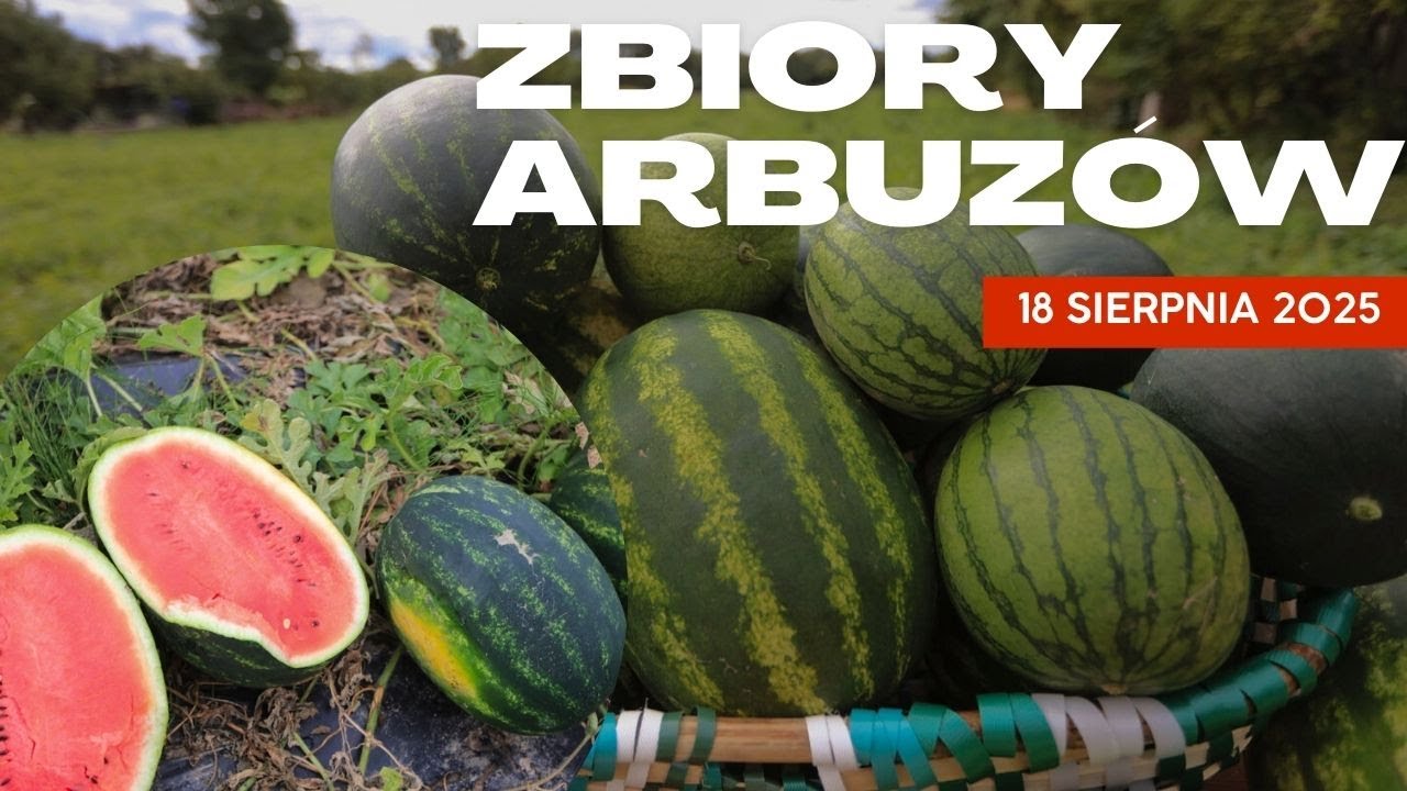 Zbiory arbuzów pod Sandomierzem 18 sierpnia 2025