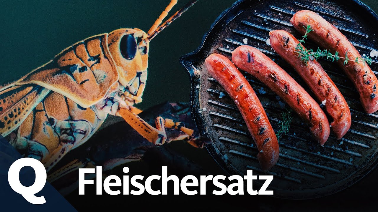 Genug Eiweiß für alle: Insekten statt Fleisch essen | Quarks