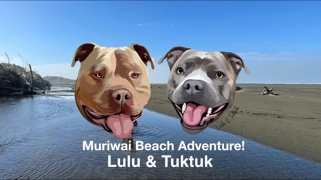Muriwai Beach Dog Adventure! The best dog beach in Auckland