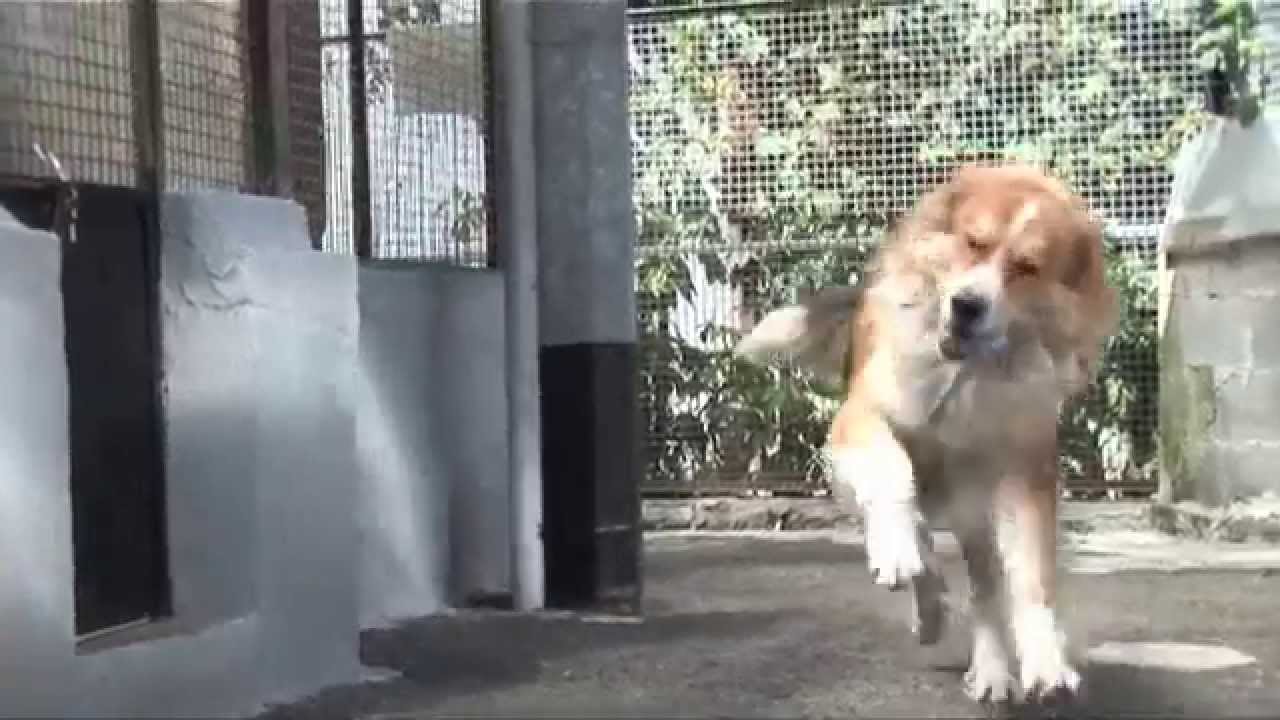 Parco  Canile di Omegna