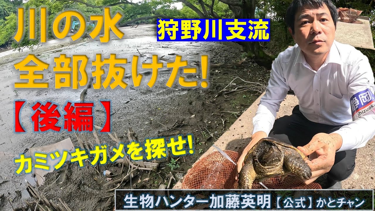 川の水、全部抜けた！？【後編】カミツキガメを捕獲！狩野川支流に大きな罠を設置！みんなで探そうカミツキガメ！ Snapping turtle in Japan ≫生物ハンター加藤英明【 公式】かとチャン